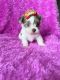 Yorkshire Terrier Puppies for sale in New Port Richey, FL, USA. price: $1,500