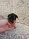 Yorkshire Terrier Puppies for sale in Nauvoo, AL 35578, USA. price: $2,000