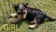 Yorkshire Terrier Puppies for sale in North Richmond, New South Wales. price: $3,000