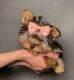Yorkshire Terrier Puppies for sale in Chula Vista, California. price: $1,900