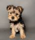Yorkshire Terrier Puppies for sale in Chula Vista, California. price: $1,400