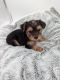 Yorkshire Terrier Puppies for sale in Carl Junction, Missouri. price: $1,500