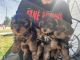 Yorkshire Terrier Puppies for sale in Chase, Kansas. price: $1,000