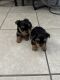 Yorkshire Terrier Puppies for sale in Albuquerque, New Mexico. price: $2,000