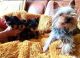 Yorkshire Terrier Puppies for sale in Birmingham, Alabama. price: $550
