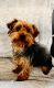 Yorkshire Terrier Puppies for sale in Albuquerque, New Mexico. price: $750