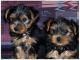 Yorkshire Terrier Puppies for sale in Alexander, IL, USA. price: NA