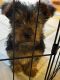 Yorkshire Terrier Puppies for sale in Seneca, Missouri. price: $1,600