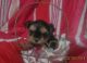 Yorkshire Terrier Puppies for sale in Pana, IL 62557, USA. price: $700