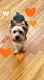 Yorkshire Terrier Puppies for sale in Tehachapi, CA 93561, USA. price: $700