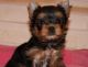 Yorkshire Terrier Puppies for sale in Donets'k, Donetsk Oblast, Ukraine. price: NA