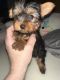 Yorkshire Terrier Puppies for sale in Jefferson County, AL, USA. price: $1,200