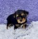 Yorkshire Terrier Puppies for sale in Sandy Hook, Kentucky. price: $3,800