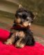 Yorkshire Terrier Puppies for sale in Daly City, CA, USA. price: NA