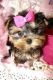 Yorkshire Terrier Puppies for sale in Hayward, CA, USA. price: $400