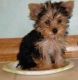 Yorkshire Terrier Puppies for sale in Inglewood, CA, USA. price: $400