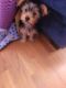 Yorkshire Terrier Puppies for sale in District Heights, MD 20747, USA. price: $1,400