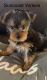 Yorkshire Terrier Puppies for sale in North Port, FL, USA. price: $1,200