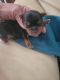 Yorkshire Terrier Puppies for sale in North Port, FL, USA. price: $1,300