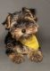 Yorkshire Terrier Puppies for sale in Chula Vista, California. price: $1,400