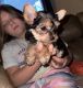 Yorkshire Terrier Puppies for sale in Booneville, Mississippi. price: $1,500