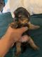 Yorkshire Terrier Puppies for sale in Lexington, Kentucky. price: $900