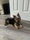 Yorkshire Terrier Puppies for sale in New Britain, Connecticut. price: $1,500