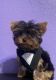 Yorkshire Terrier Puppies for sale in Riverbank, California. price: $2,500
