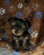 Yorkshire Terrier Puppies for sale in Albertville, MN, USA. price: $2,000