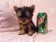 Yorkshire Terrier Puppies for sale in Hawke's Bay Regional Sports Park Percival Rd, Tomoana, Hastings 4120, New Zealand. price: $400