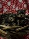 Yorkshire Terrier Puppies for sale in Cincinnati, Ohio. price: $800