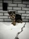 Yorkshire Terrier Puppies for sale in Downey, CA 90240, USA. price: NA