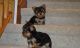 Yorkshire Terrier Puppies for sale in Springfield, SD 57062, USA. price: NA