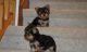 Yorkshire Terrier Puppies for sale in Clark Fork, ID 83811, USA. price: NA