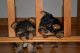 Yorkshire Terrier Puppies for sale in Memphis, IN 47143, USA. price: NA