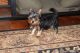 Yorkshire Terrier Puppies for sale in Wooster, Ohio. price: $2,800