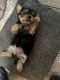 Yorkshire Terrier Puppies for sale in Fallbrook, California. price: $2,000