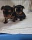 Yorkshire Terrier Puppies for sale in Jersey City, New Jersey. price: $500