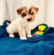 Yorkshire Terrier Puppies for sale in 4095 Fruit St space 335, La Verne, CA 91750, USA. price: $3,500
