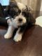 Yorkshire Terrier Puppies for sale in Moreno Valley, California. price: $600