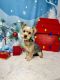 Yorkshire Terrier Puppies for sale in Richmond, Texas. price: $300