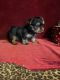 Yorkshire Terrier Puppies for sale in Picayune, MS 39466, USA. price: $1,800