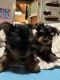 Yorkshire Terrier Puppies for sale in Roseville, Michigan. price: $1,000