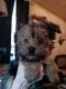 Yorkshire Terrier Puppies for sale in Bay City, Michigan. price: $2,000