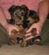 Yorkshire Terrier Puppies for sale in Blairstown, IA 52209, USA. price: NA