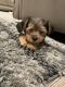 Yorkshire Terrier Puppies for sale in Dallas, Texas. price: $950