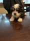 Yorkshire Terrier Puppies for sale in Moreno Valley, California. price: $350