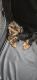Yorkshire Terrier Puppies for sale in Columbia, South Carolina. price: $1,800
