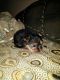 Yorkshire Terrier Puppies for sale in Bengaluru, Karnataka 560001, India. price: 95000 INR