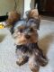 Yorkshire Terrier Puppies for sale in Cameron, South Carolina. price: $450